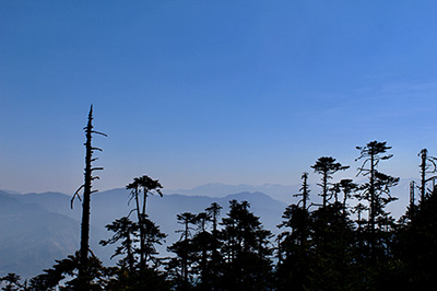 Bhutan forest