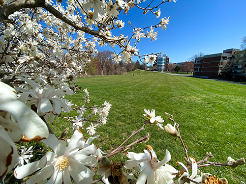 Chapel Field