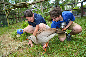 Ori Cohen and Danielle feeding pongo, a unique brown feathered bird.