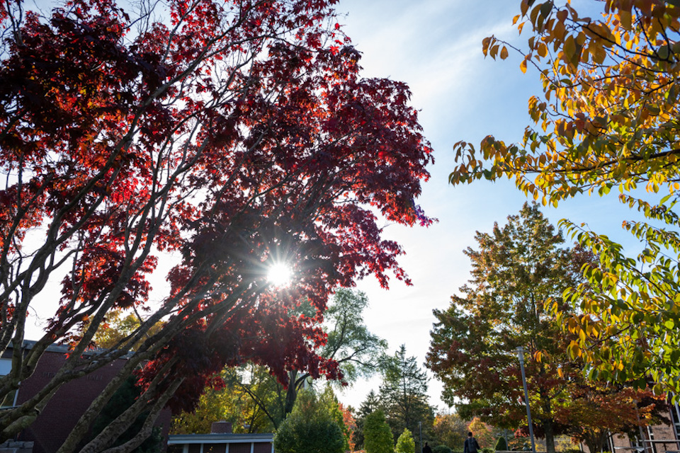 Sun shines through leaves of a tree