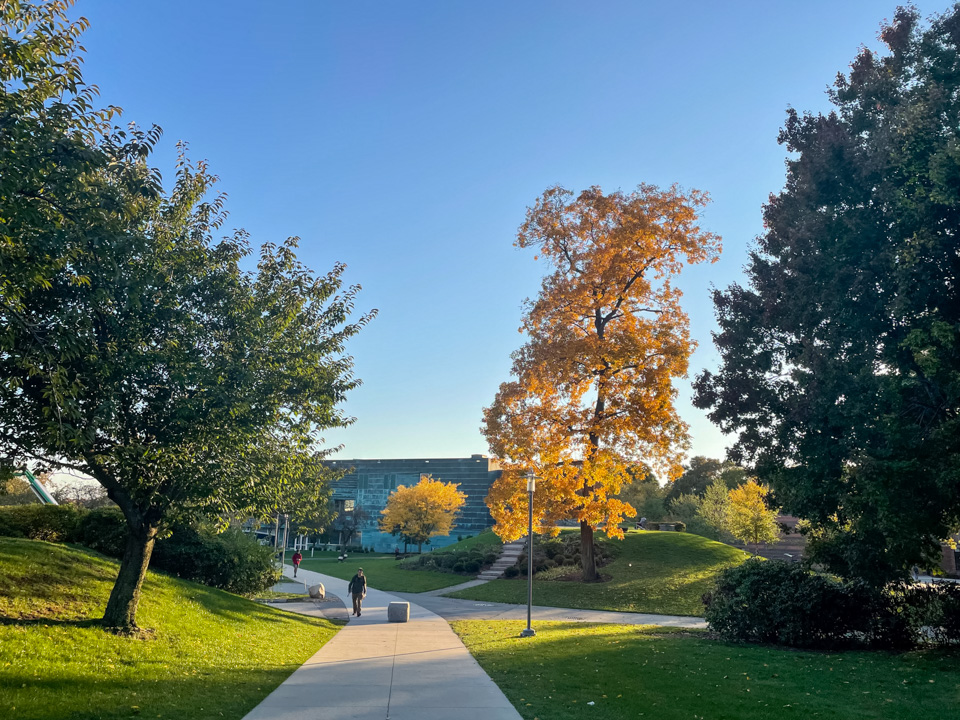 Gold-yellow tree on campus at sunset