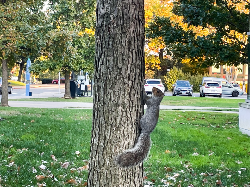 squirrel