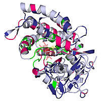 P450 enzyme