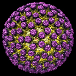 Rotavirus particle