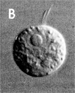 Cell undergoing differentiation