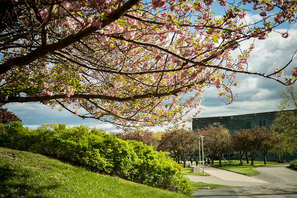 Brandeis campus with cherry blossom tree in bloom