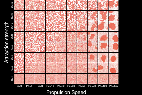 Reentrant phase behavior of self-propelled spheres in 2D with interparticle attractions.