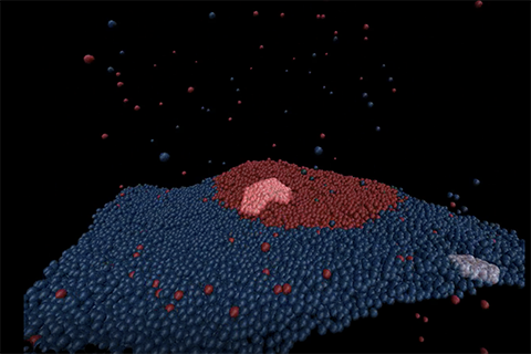 A model virus capsid assembles on and buds through a lipid bilayer membrane