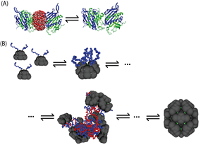 ll-atom simulations reveal the mechanism by which capsid proteins associate and associate. (B) A coarse-grained model reveals the mechanism by which capsid proteins assemble around a polymer (pictured in red).