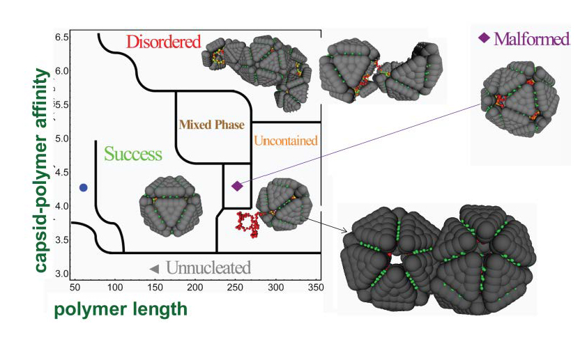 capsid 1