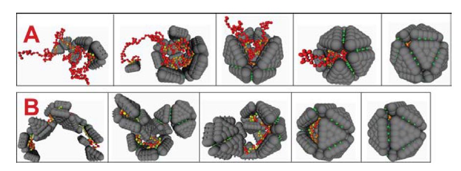 capsid 2