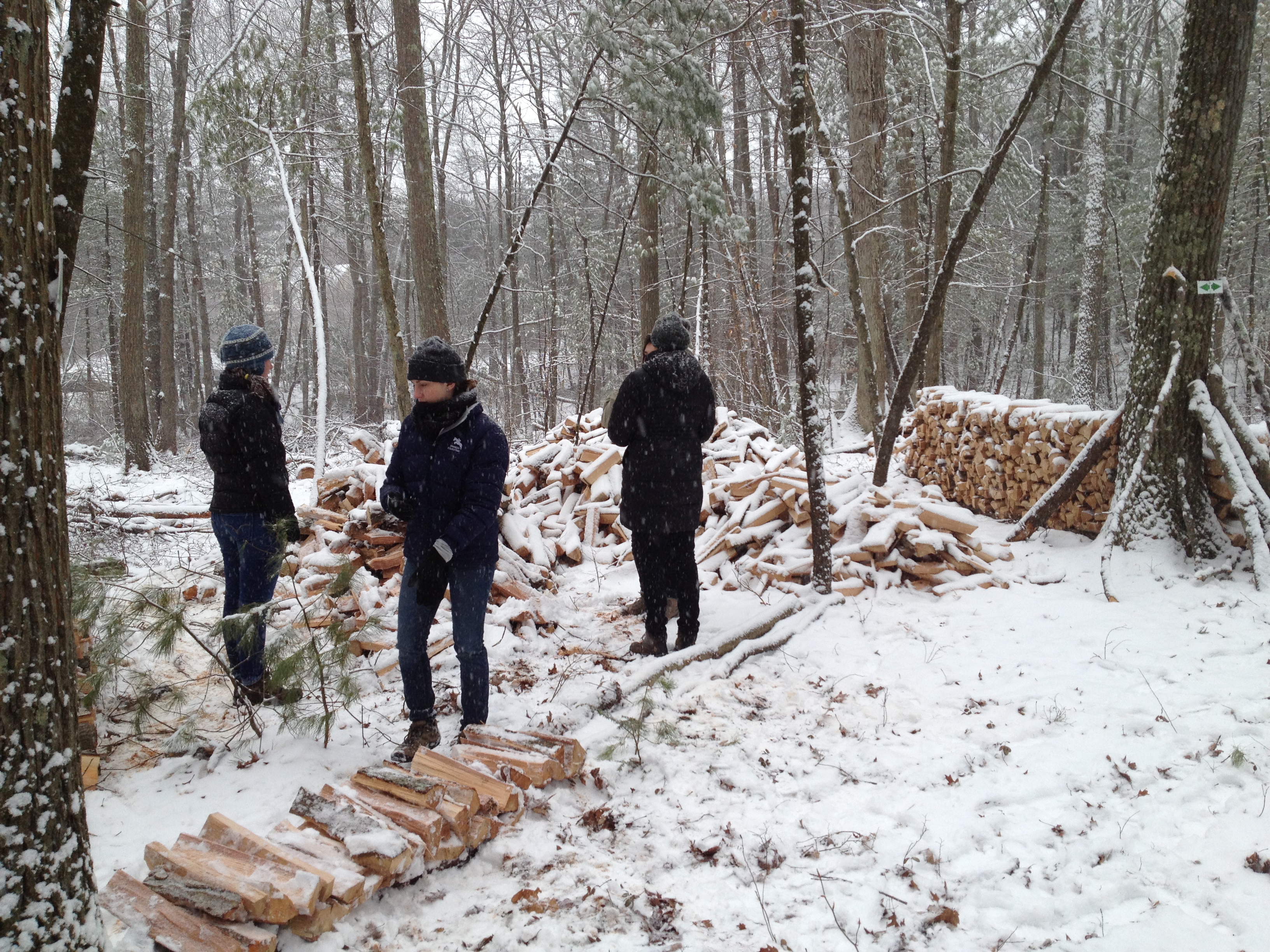 Internship Program Environmental Studies Program Brandeis University