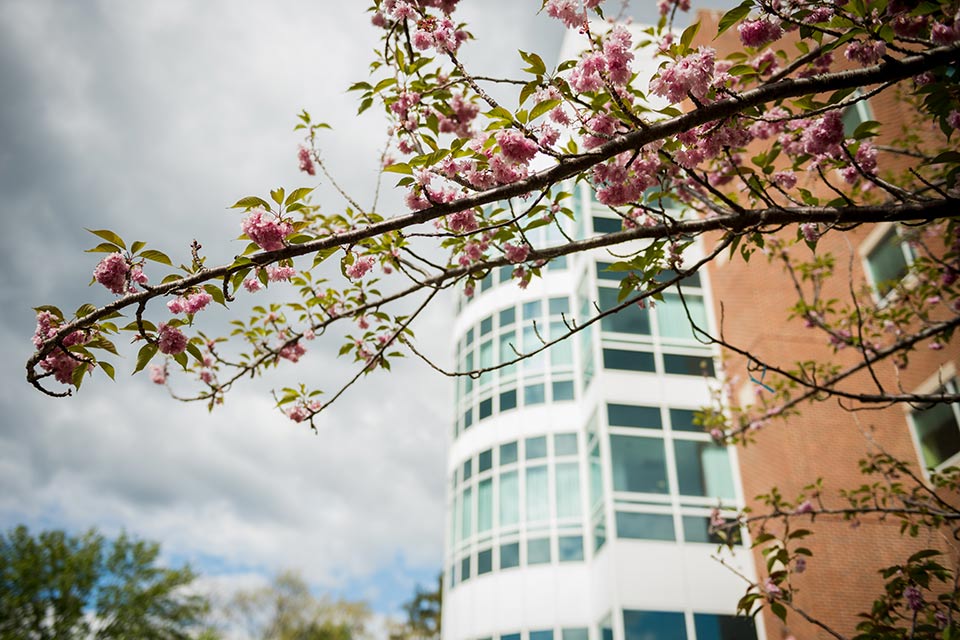 Volen National Center for Complex Systems with cherry blossoms in bloom outside the building