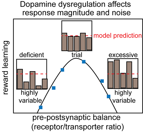 inverted u shaped curve with blue dots representing individual people. The x axis depicts the balance between pre and postsynaptic measures of dopamine function. The y axis represents reward learning performance. Low balance (i.e. low receptor/transporter ratio) represents a deficient dopamine state. High receptor/transporter ratio represents an excessive dopamine state. Bar graphs depict deficient, excessive and mid-range “just right” states.
