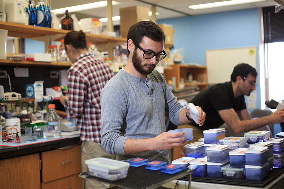 Graduate student working in a lab