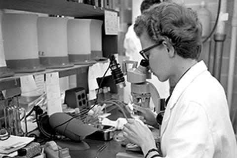 Woman looks into a microscope to draw on a slide