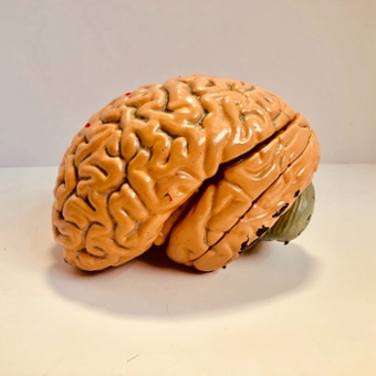 brain