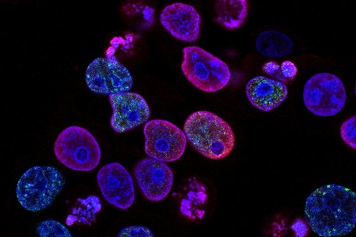 cells