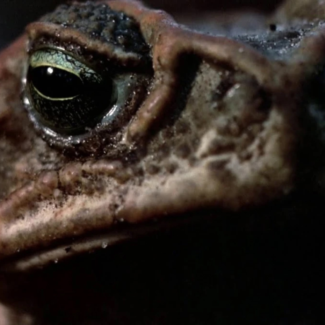 Film still from the 1972 movie "The Frogs"