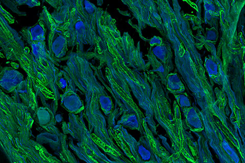 1st place winner of the Light Microscopy Core Facility image competition
