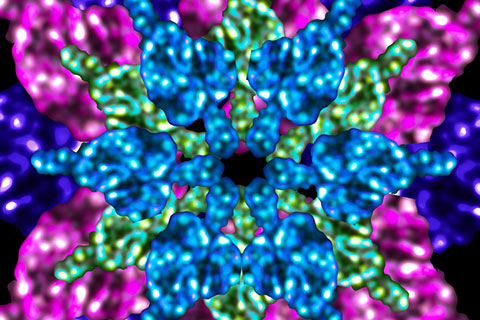 1st place winner of the Light Microscopy Core Facility image competition