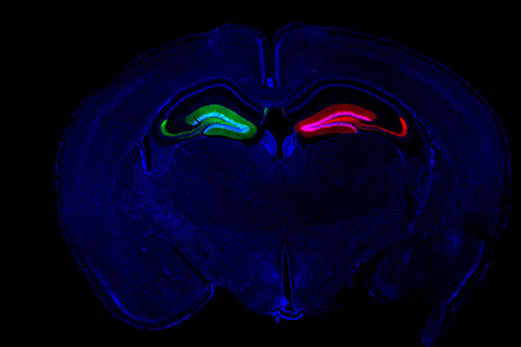 2nd place winner of the Light Microscopy Core Facility image competition