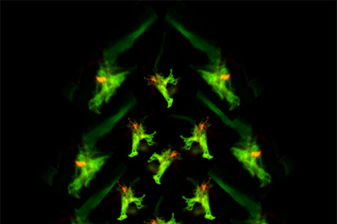 2nd place winner of the Light Microscopy Core Facility image competition