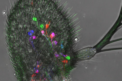3rd place winner of the Light Microscopy Core Facility image competition