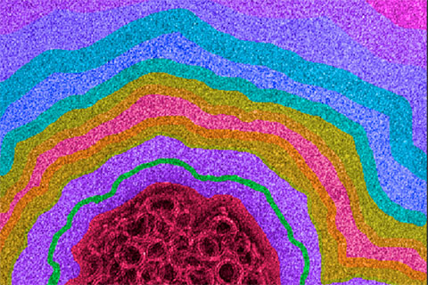 3rd place winner of the Light Microscopy Core Facility image competition