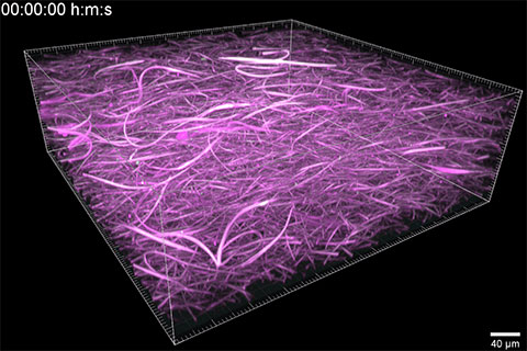 Asters with core-cortex structure self-assembled from a 3-D turbulent isotropic cytoskeletal.