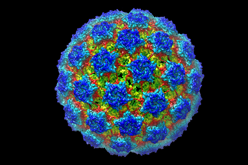 BP virus from the Electron Microscopy Lab