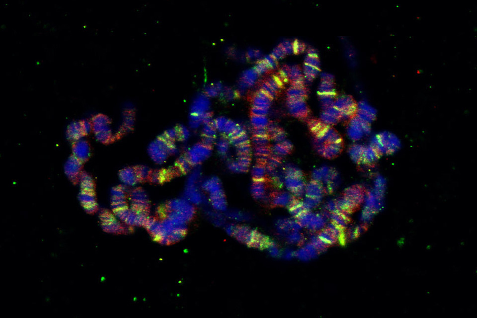 Research image of polytene from the Michael Marr lab