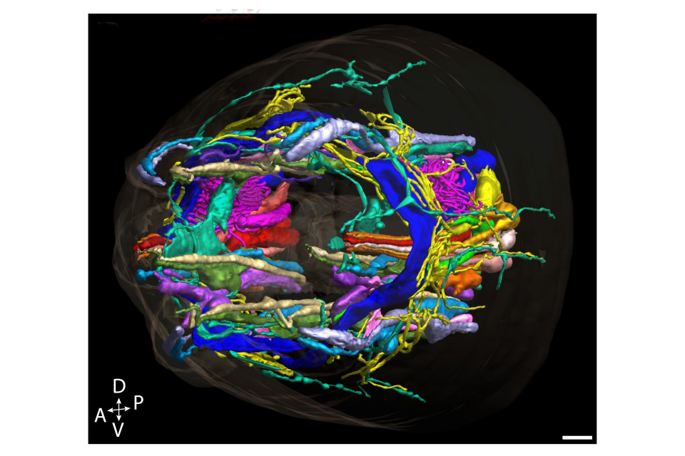 C. elegans cilia and glia