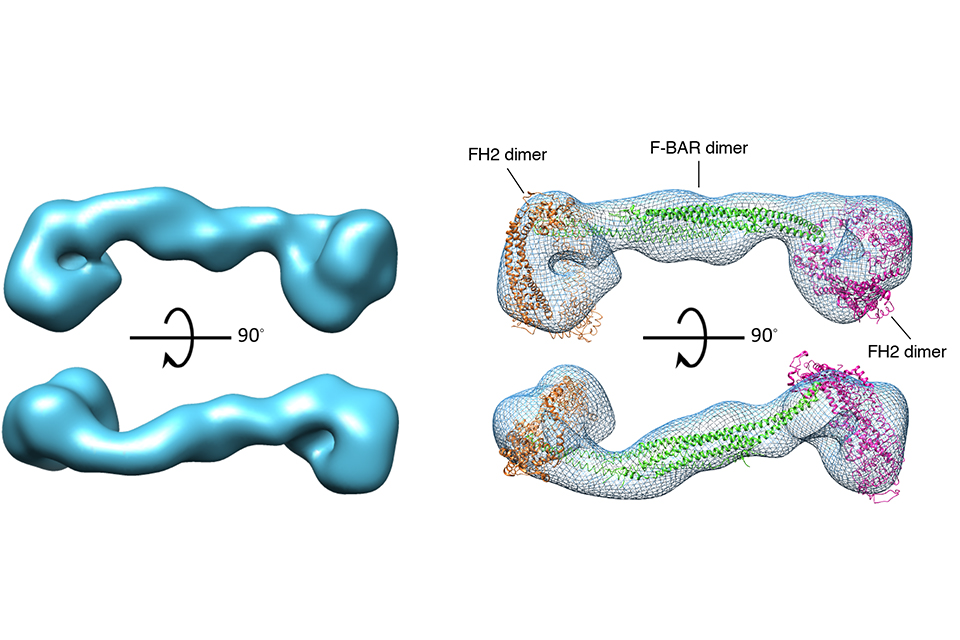 fbar protein structure from the Good lab