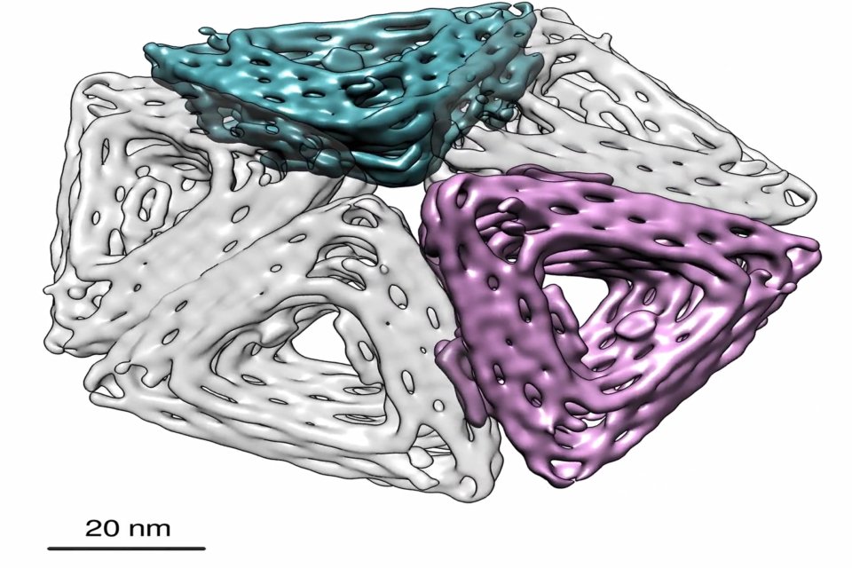 DNA origami structure from the Fraden and Rogers labs
