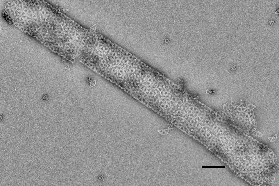 DNA Origami Self Assembled Tubule, Rogers and Fraden Labs