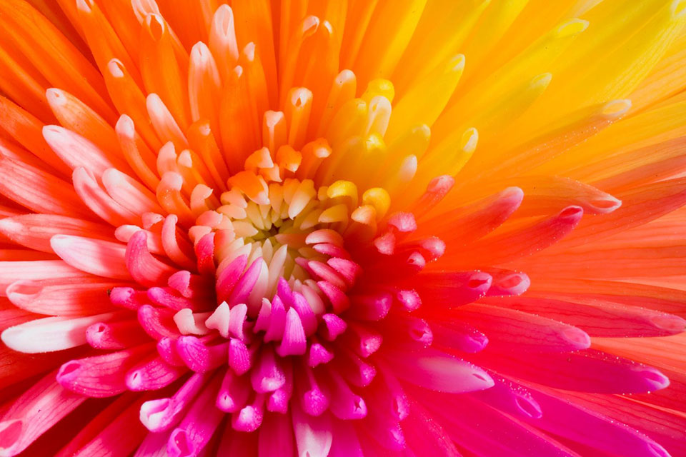 Close up of a colorful flower