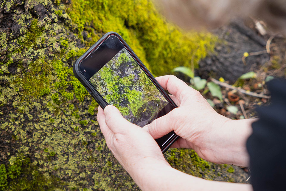 A person takes a photo of moss with their cell phone.
