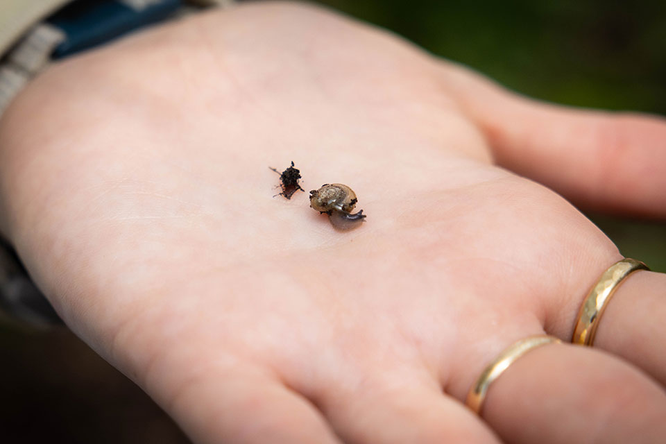 A small snail in the palm of a hand.