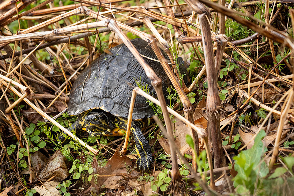 A painted turtle