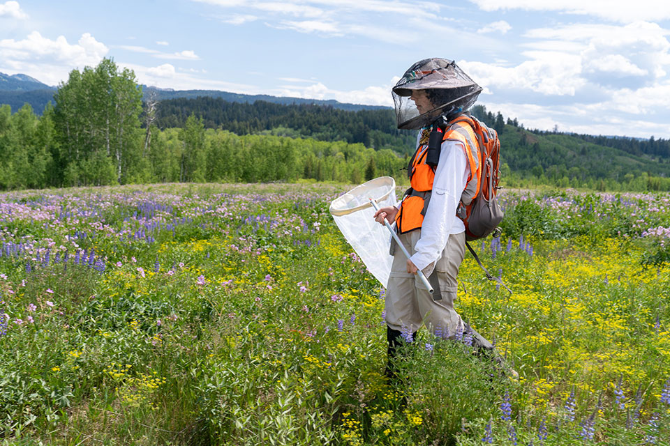 Vivienne Raczkowski walks through a field of wildflowers holding a net.