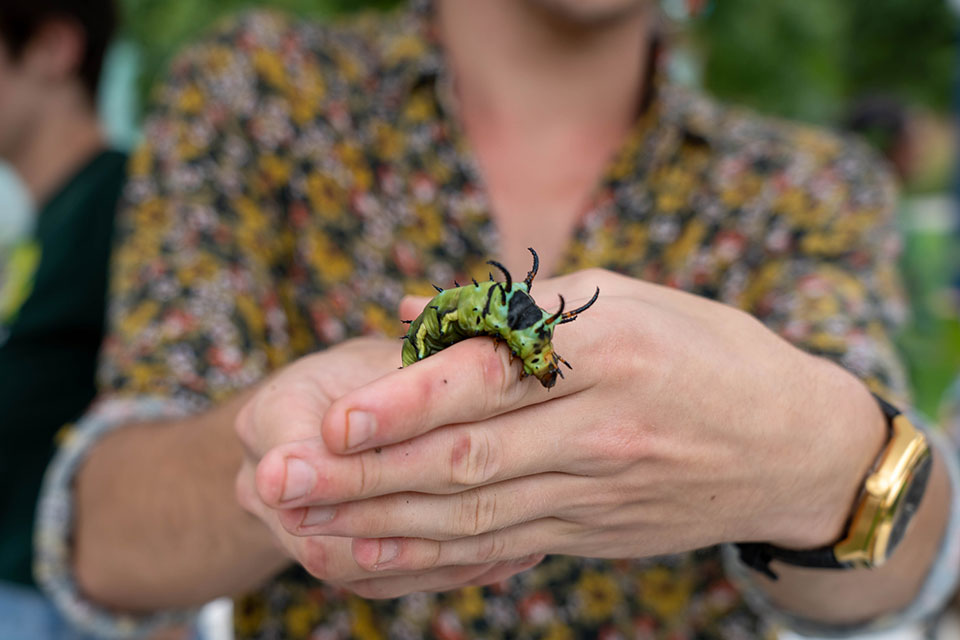 Hands hold a colorful caterpillar