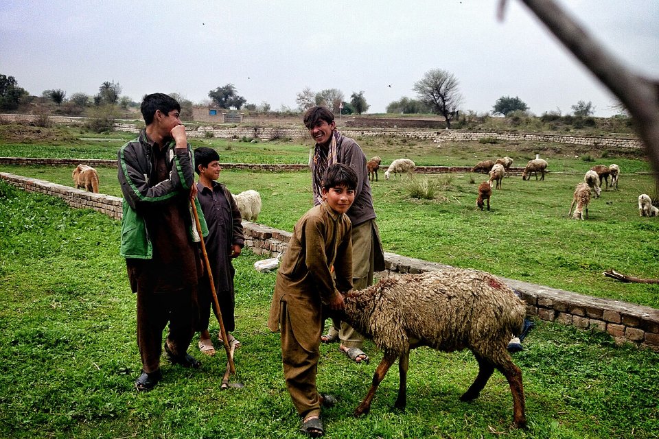 Four brothers in Pakistan tending sheep