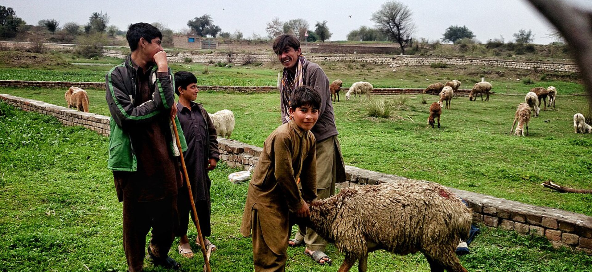 Four brothers in Pakistan tending sheep