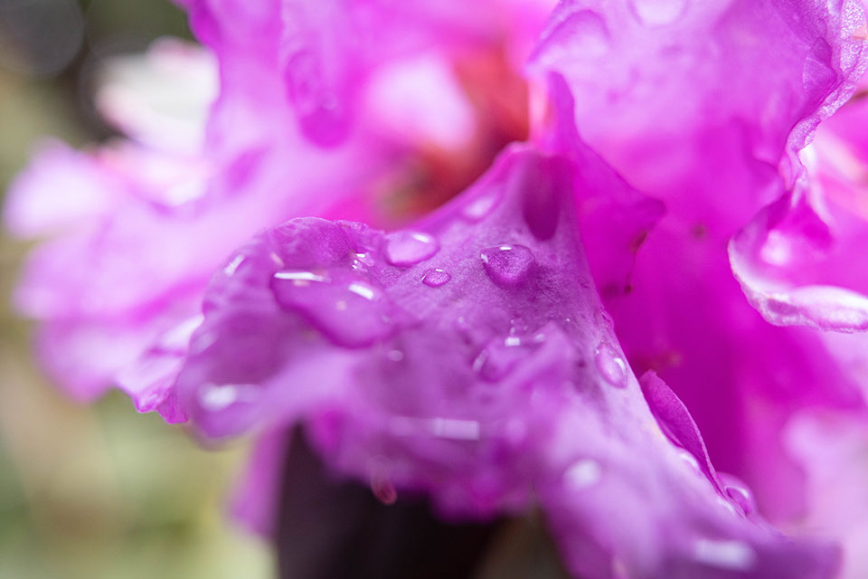 A close-up view of a bright pink flower.