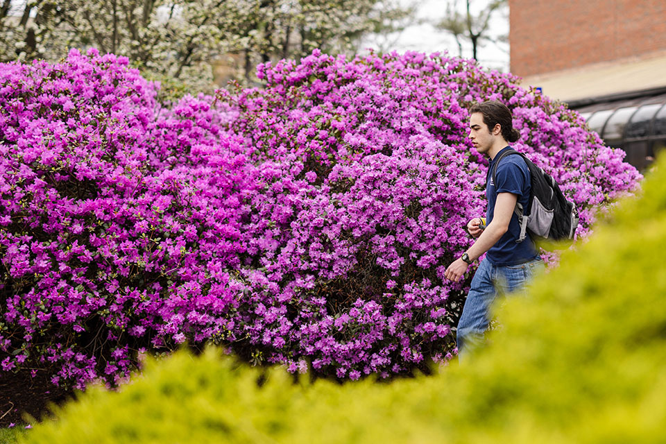 A student walking past a flowering bush on campus.
