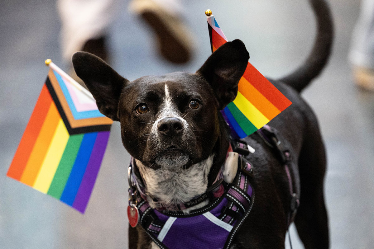 A small dog wearing two Pride flags.