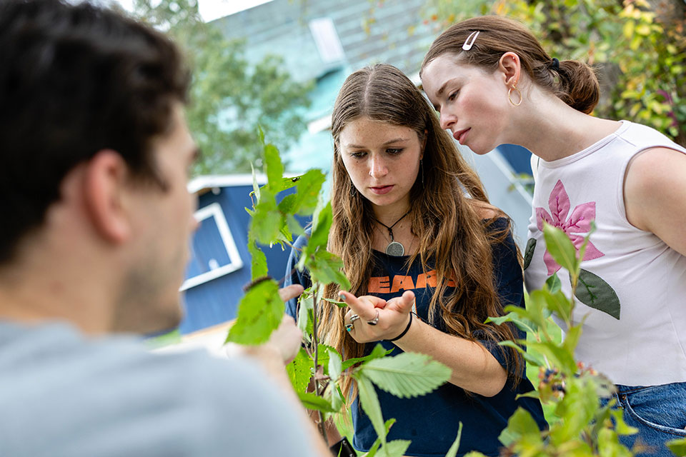 Students look at a plant during the Caterpillar Lab event.