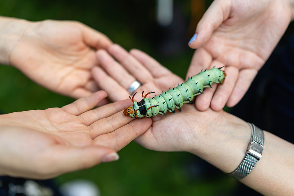 Four hands hold a large green caterpillar.