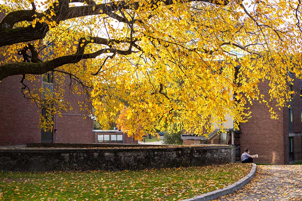 A student sits outside under a tree with yellow leaves